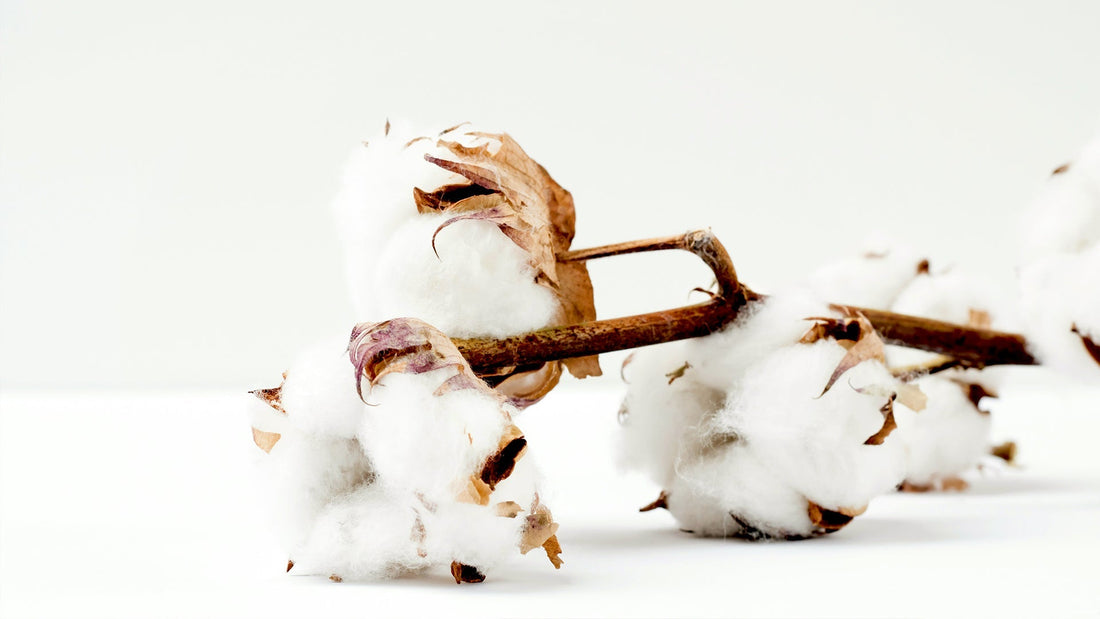 Image de coton naturel